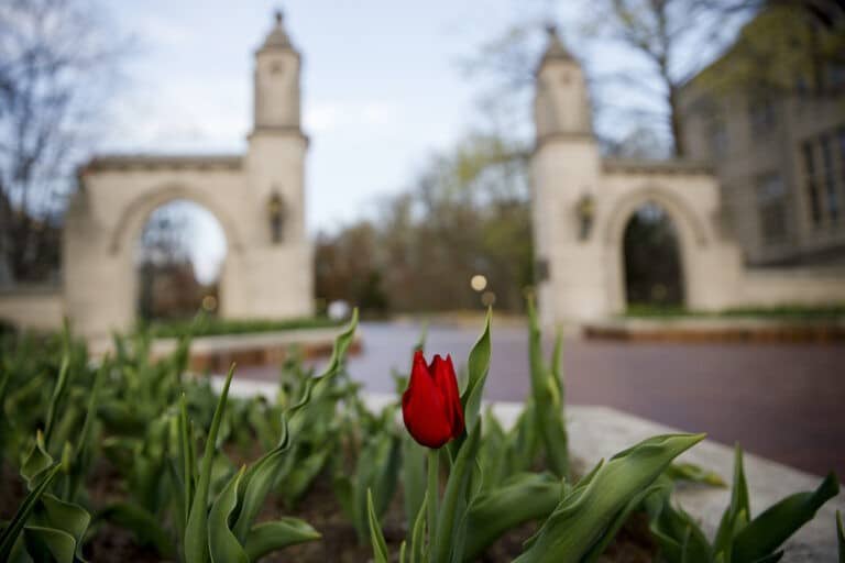 A lone tulip blooms in front of the Sample Gates on a spring day evening at Indiana University Bloomington on Monday, April 5, 2021.