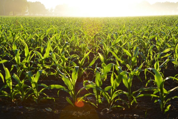 Indiana is the ninth largest farming state in the country, according to the Indiana Department of Agriculture, with about 53,600 farming operations. (Pexels.com)