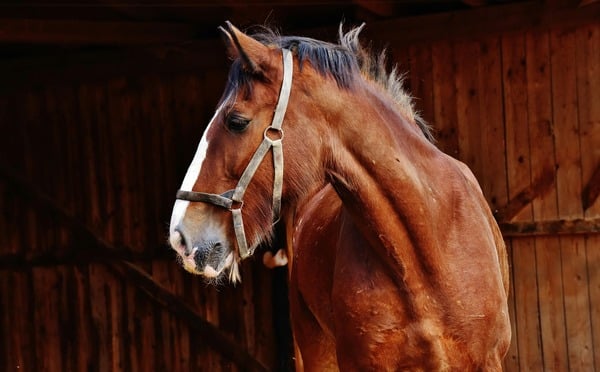 House Bill 1490 would allow the Indiana Horse Racing Commission to license certain individuals to carry out āteeth floatingā on race horses at the tracks in Shelbyville and Anderson. (Photo/Pexels.com)